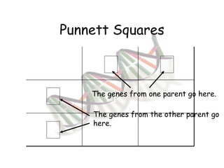 Punnett Squares The genes from one parent go here. The genes from the other parent go here. Tt Tt Tt Tt 