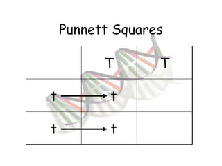 Punnett Squares T T t T t Tt t T t Tt 