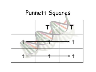 Punnett Squares T T t T t T t t T t T t 