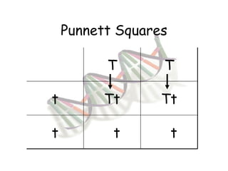 Punnett Squares T T t Tt Tt t T t T t 