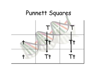 Punnett Squares T T t Tt Tt t Tt Tt 