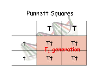 Punnett Squares F 1  generation T T t Tt Tt t Tt Tt 