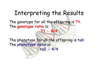 Interpreting the Results The genotype for all the offspring is  Tt . The  genotype ratio  is:  Tt - 4/4 The phenotype for all the offspring is  tall . The  phenotype ratio  is:  tall - 4/4 