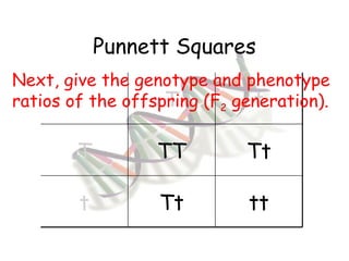 Punnett Squares Next, give the genotype and phenotype ratios of the offspring (F 2  generation). T t T TT Tt t Tt tt 