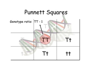 Punnett Squares Genotype ratio:  TT - 1 T t T TT Tt t Tt tt 
