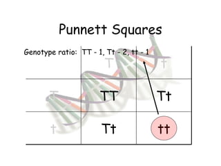 Punnett Squares Genotype ratio:  TT - 1, Tt - 2, tt - 1 T t T TT Tt t Tt tt 