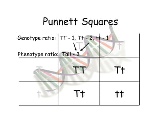 Punnett Squares Genotype ratio:  TT - 1, Tt - 2, tt - 1 Phenotype ratio:  Tall - 3 T t T TT Tt t Tt tt 