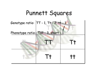 Punnett Squares Genotype ratio:  TT - 1, Tt - 2, tt - 1 Phenotype ratio:  Tall - 3, short - 1 T t T TT Tt t Tt tt 