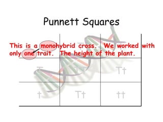 Punnett Squares This is a monohybrid cross.  We worked with only one trait.  The height of the plant. T t T TT Tt t Tt tt 