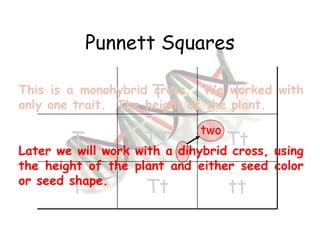 Punnett Squares This is a monohybrid cross.  We worked with only one trait.  The height of the plant. Later we will work with a dihybrid cross, using the height of the plant and either seed color or seed shape. two T t T TT Tt t Tt tt 