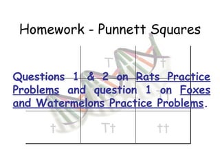Homework - Punnett Squares Questions 1 & 2 on  Rats Practice Problems  and question 1 on  Foxes and Watermelons Practice Problems . T t T TT Tt t Tt tt 