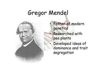 Gregor Mendel Father of modern genetics Researched with pea plants Developed ideas of dominance and trait segregation 