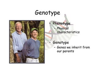 Genotype Phenotype  Physical characteristics  Genotype  Genes we inherit from our parents 