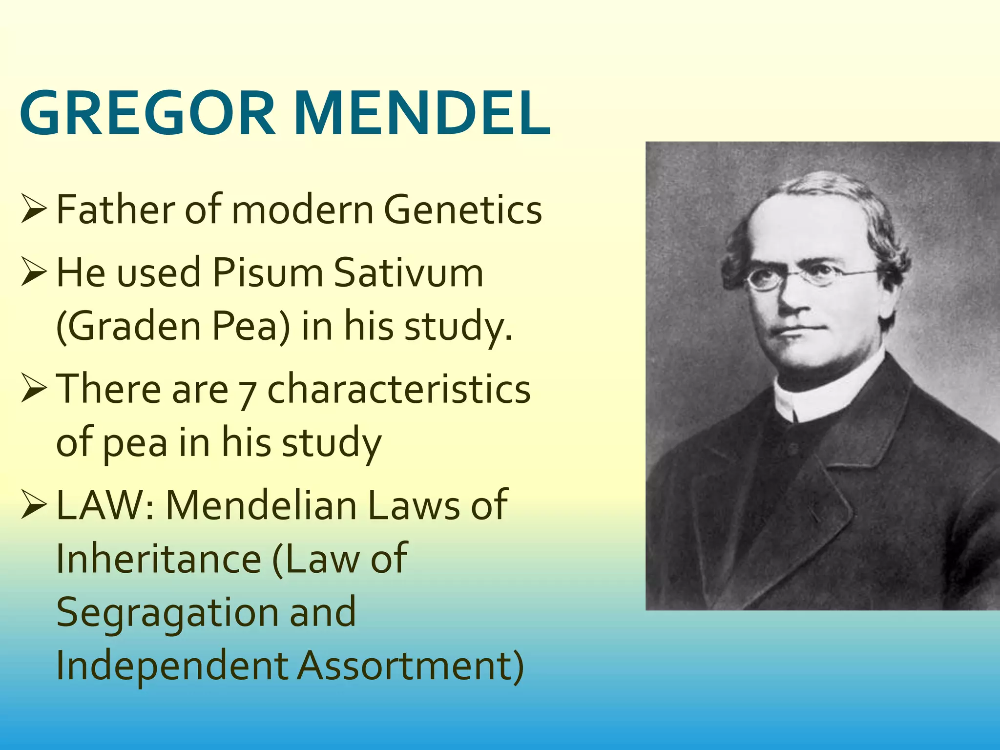 GREGOR MENDEL
 Father of modern Genetics
 He used Pisum Sativum
  (Graden Pea) in his study.
 There are 7 characteristics
  of pea in his study
 LAW: Mendelian Laws of
  Inheritance (Law of
  Segragation and
  Independent Assortment)
 