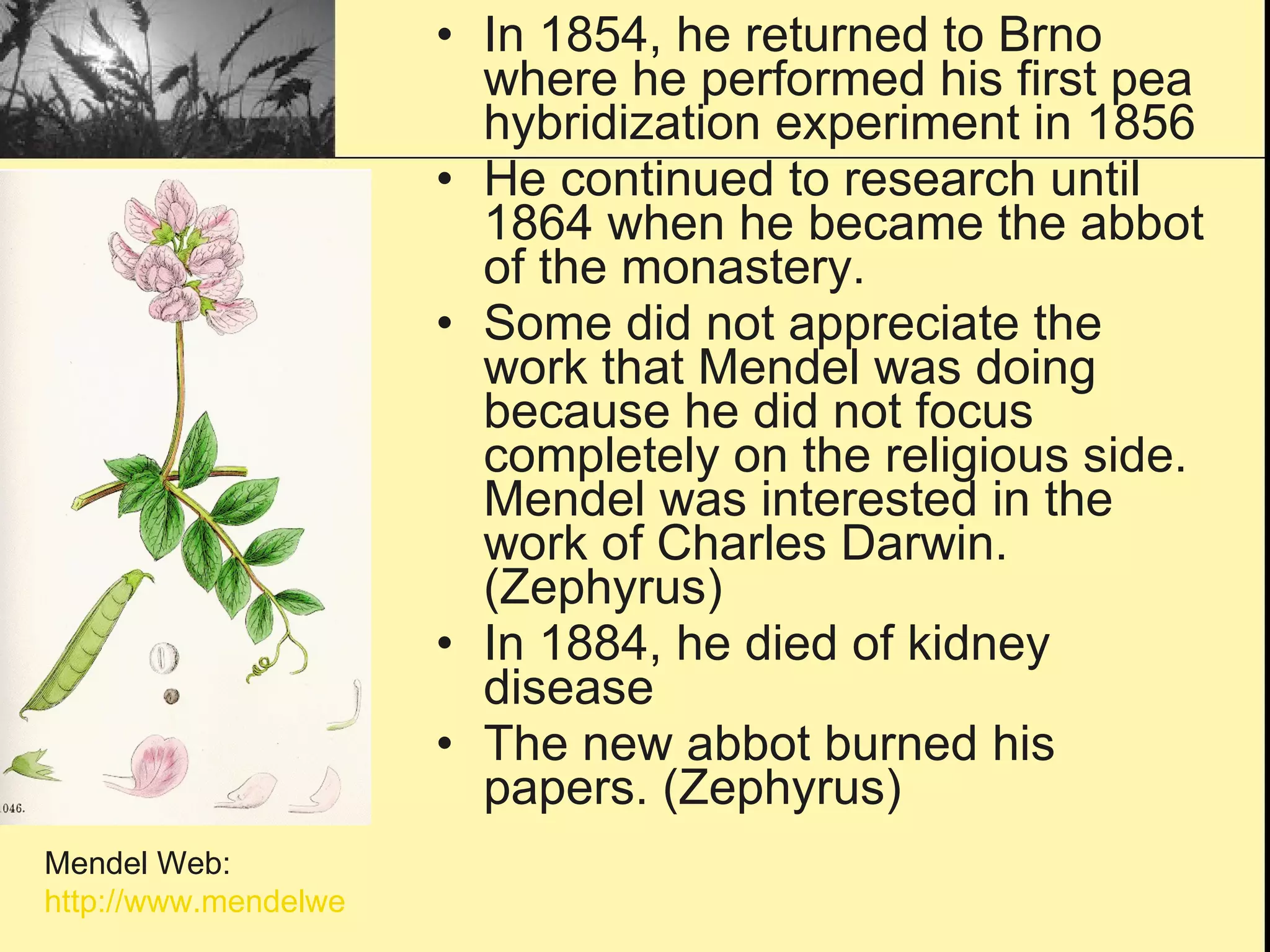 In 1854, he returned to Brno where he performed his first pea hybridization experiment in 1856 He continued to research until 1864 when he became the abbot of the monastery. Some did not appreciate the work that Mendel was doing because he did not focus completely on the religious side.  Mendel was interested in the work of Charles Darwin. (Zephyrus) In 1884, he died of kidney disease The new abbot burned his papers. (Zephyrus) Mendel Web:  http://www.mendelweb.org/images/lathyrus.mar.GIF 