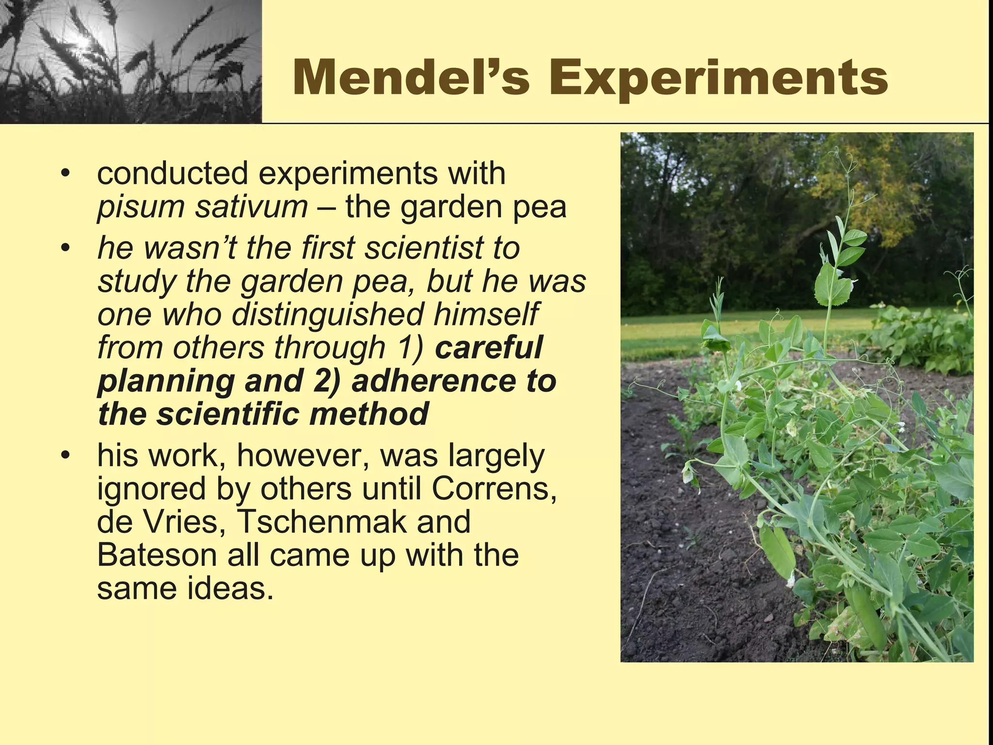 Mendel’s Experiments conducted experiments with  pisum sativum  – the garden pea he wasn’t the first scientist to study the garden pea, but he was one who distinguished himself from others through 1)  careful planning and 2) adherence to the scientific method his work, however, was largely ignored by others until Correns, de Vries, Tschenmak and Bateson all came up with the same ideas. 