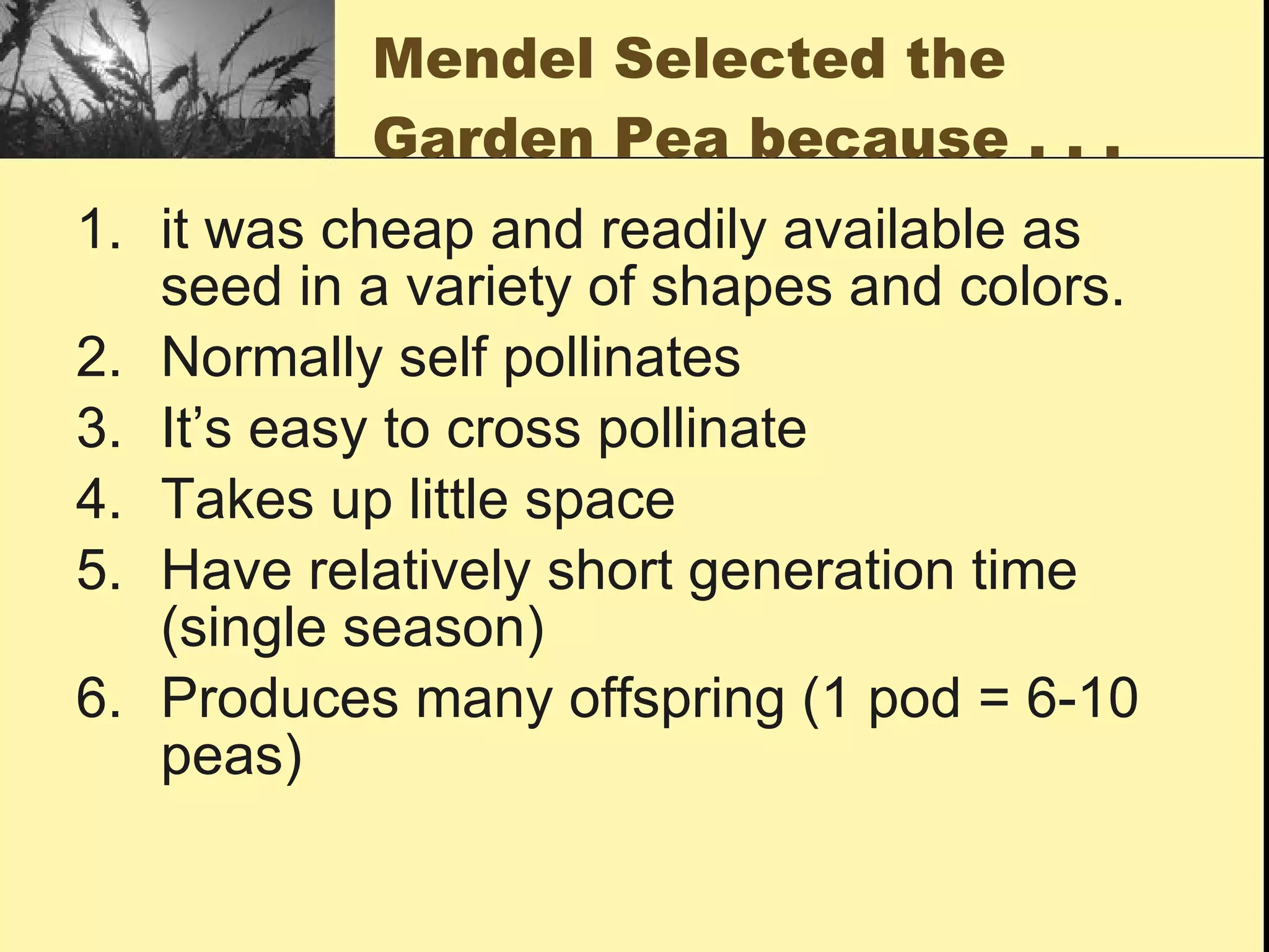 Mendel Selected the Garden Pea because . . . it was cheap and readily available as seed in a variety of shapes and colors. Normally self pollinates It’s easy to cross pollinate Takes up little space Have relatively short generation time (single season) Produces many offspring (1 pod = 6-10 peas) 