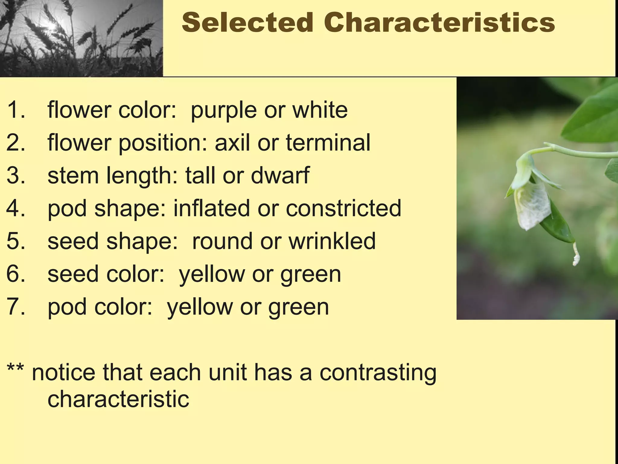 Selected Characteristics flower color:  purple or white flower position: axil or terminal stem length: tall or dwarf pod shape: inflated or constricted seed shape:  round or wrinkled seed color:  yellow or green pod color:  yellow or green ** notice that each unit has a contrasting characteristic 