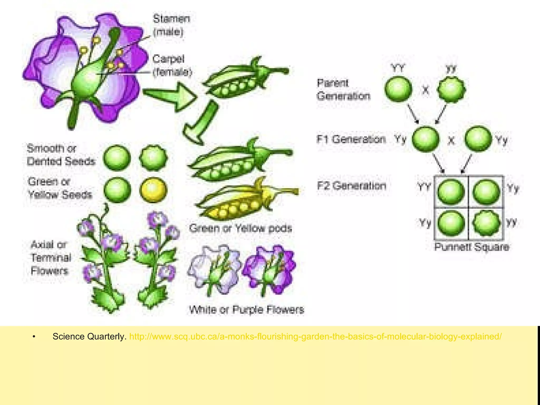 Science Quarterly.  http://www.scq.ubc.ca/a-monks-flourishing-garden-the-basics-of-molecular-biology-explained/ 