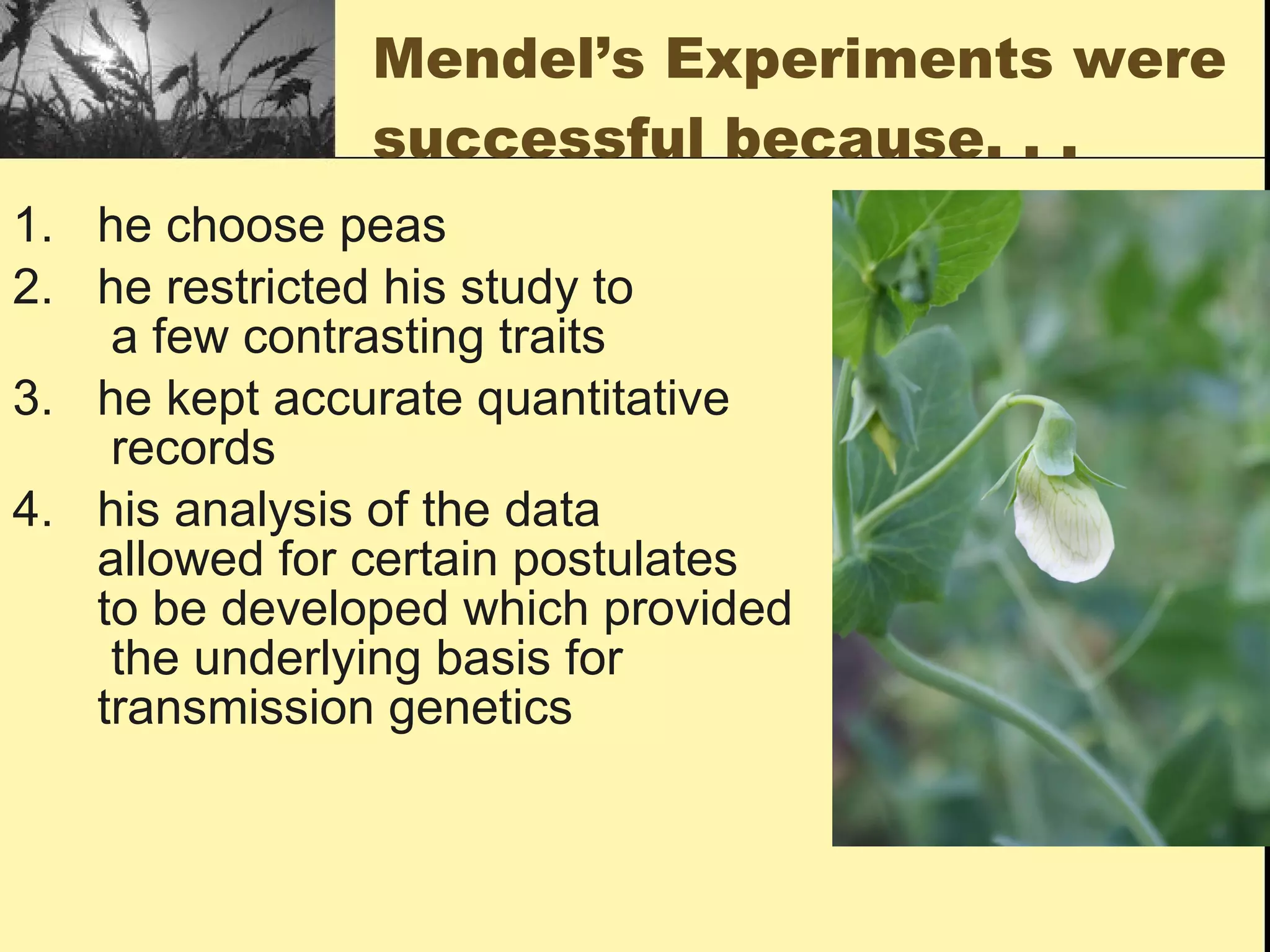 Mendel’s Experiments were successful because. . .  he choose peas he restricted his study to  a few contrasting traits he kept accurate quantitative  records his analysis of the data  allowed for certain postulates  to be developed which provided  the underlying basis for  transmission genetics 