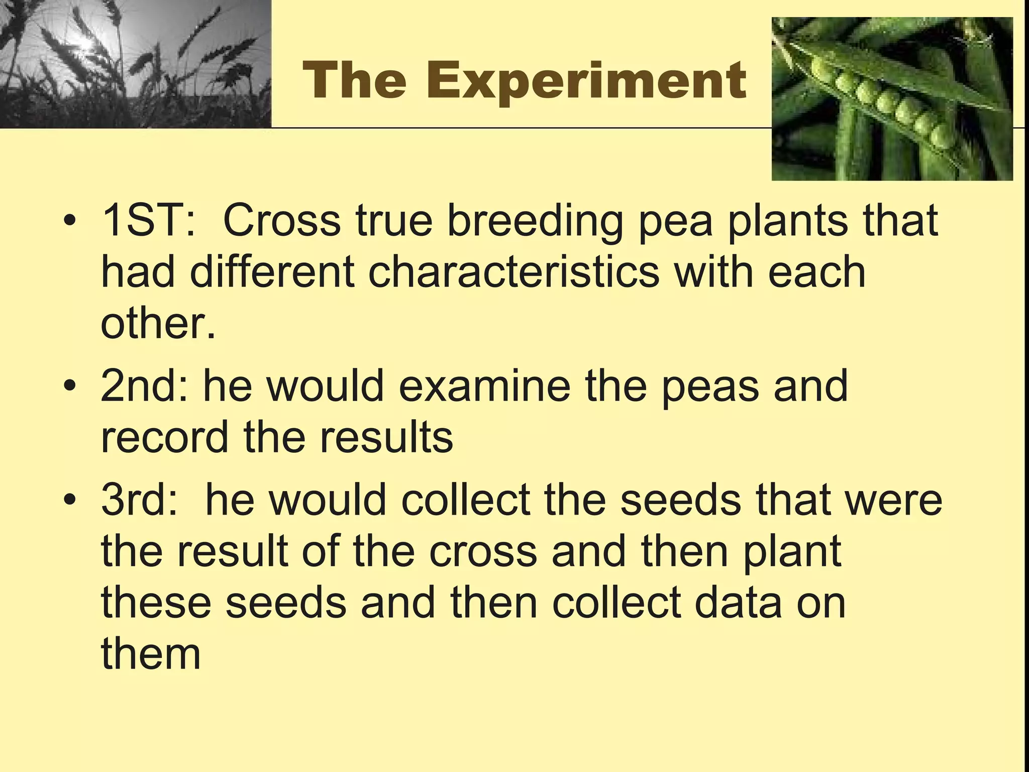 The Experiment 1ST:  Cross true breeding pea plants that had different characteristics with each other. 2nd: he would examine the peas and record the results 3rd:  he would collect the seeds that were the result of the cross and then plant these seeds and then collect data on them 