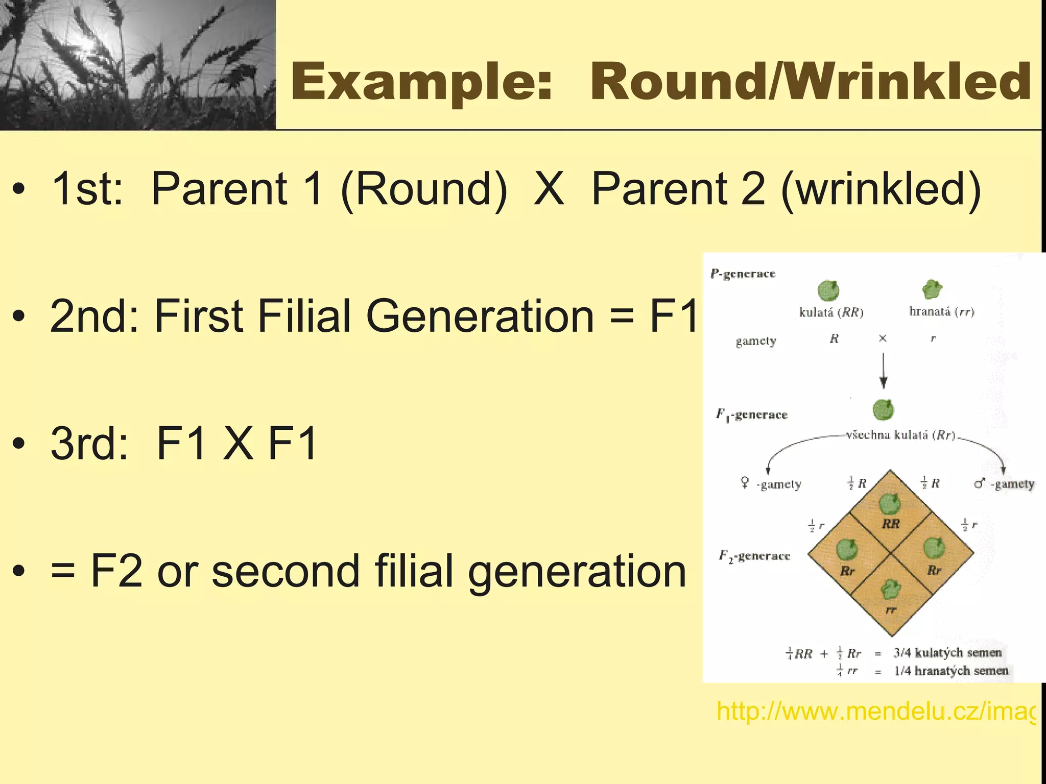 Example:  Round/Wrinkled 1st:  Parent 1 (Round)  X  Parent 2 (wrinkled) 2nd: First Filial Generation = F1 3rd:  F1 X F1 = F2 or second filial generation http://www.mendelu.cz/images/mendel_krizeni2.png 