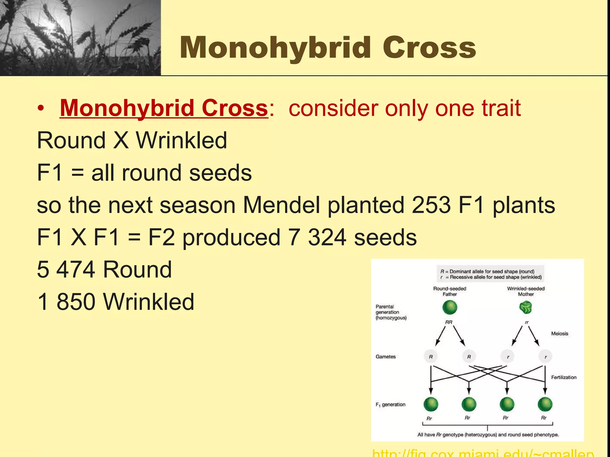 Monohybrid Cross Monohybrid Cross :  consider only one trait Round X Wrinkled  F1 = all round seeds  so the next season Mendel planted 253 F1 plants F1 X F1 = F2 produced 7 324 seeds 5 474 Round 1 850 Wrinkled http://fig.cox.miami.edu/~cmallery/150/mendel/sf10x4.jpg 