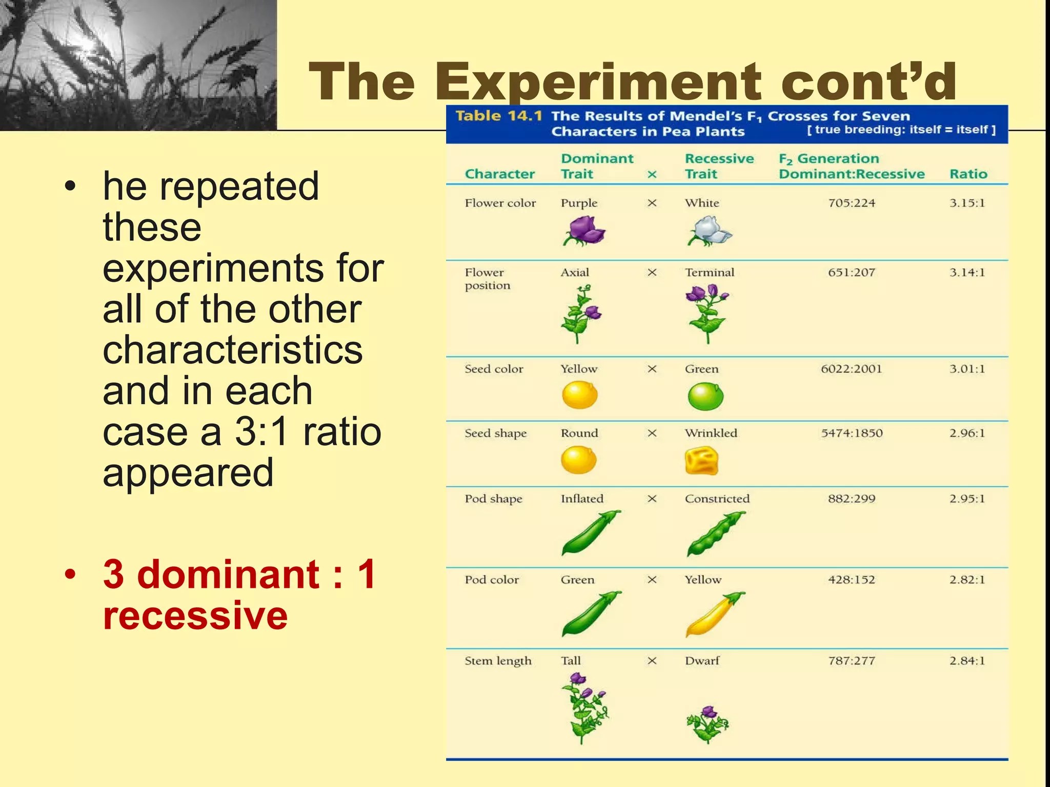 The Experiment cont’d he repeated these experiments for all of the other characteristics and in each case a 3:1 ratio appeared 3 dominant : 1 recessive 