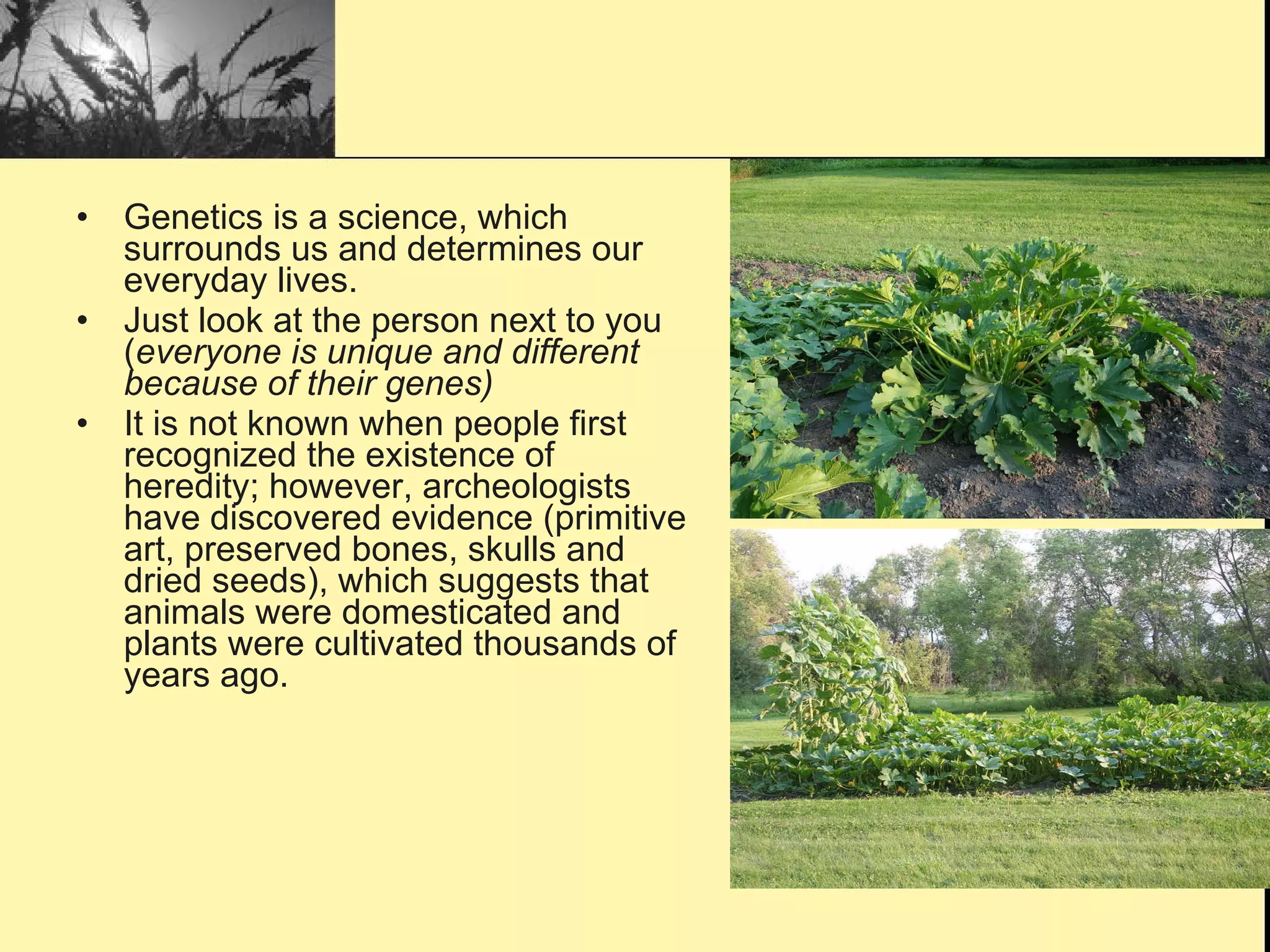 Genetics is a science, which surrounds us and determines our everyday lives. Just look at the person next to you ( everyone is unique and different because of their genes) It is not known when people first recognized the existence of heredity; however, archeologists have discovered evidence (primitive art, preserved bones, skulls and dried seeds), which suggests that animals were domesticated and plants were cultivated thousands of years ago. 