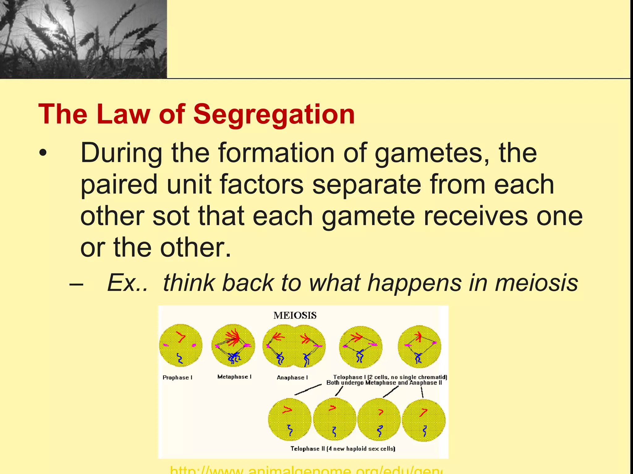 The Law of Segregation During the formation of gametes, the paired unit factors separate from each other sot that each gamete receives one or the other. Ex..  think back to what happens in meiosis http://www.animalgenome.org/edu/genetics/meiosis.gif 