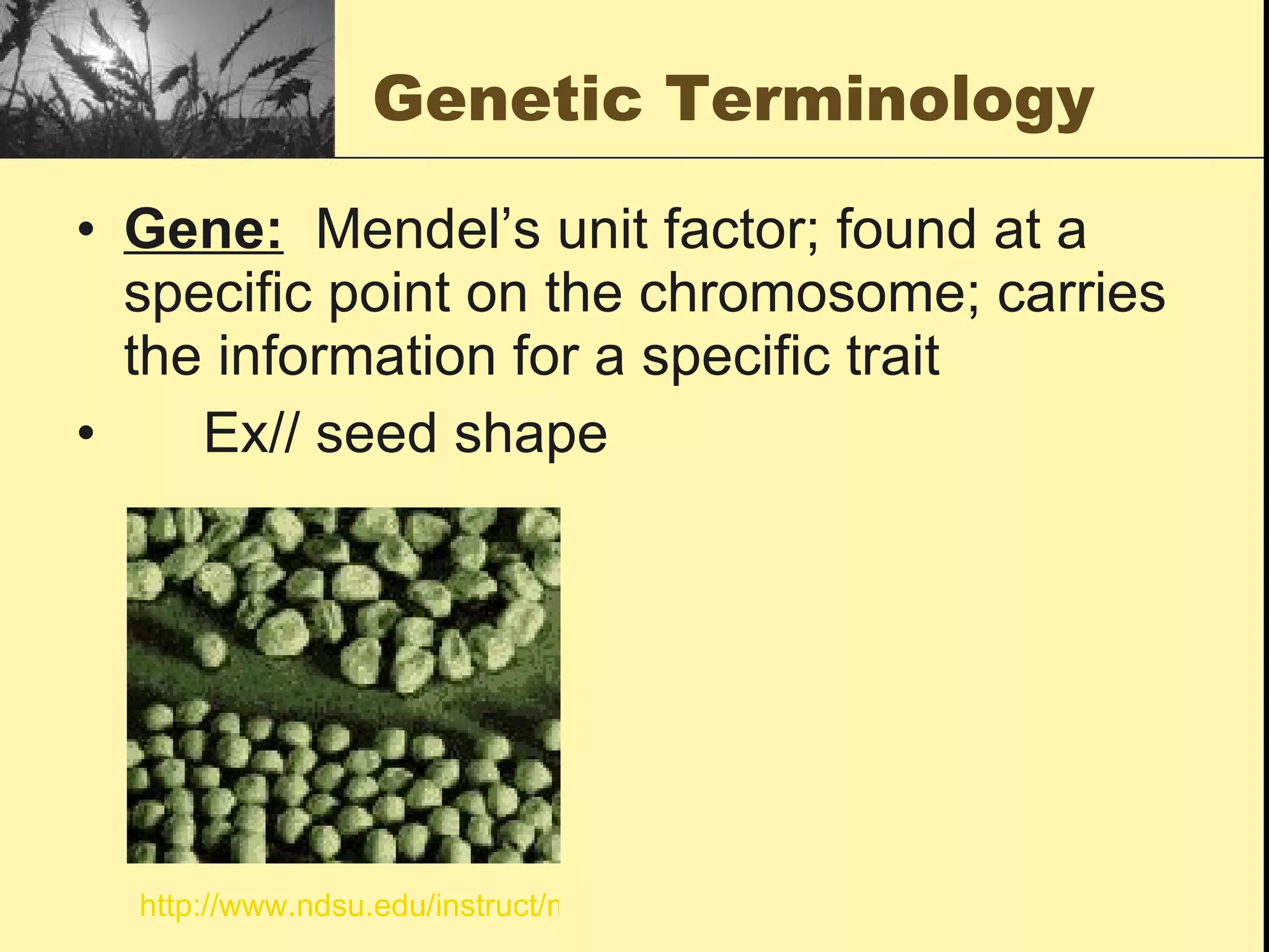 Genetic Terminology Gene:   Mendel’s unit factor; found at a specific point on the chromosome; carries the information for a specific trait Ex// seed shape http://www.ndsu.edu/instruct/mcclean/plsc431/mendel/peashape.gif 