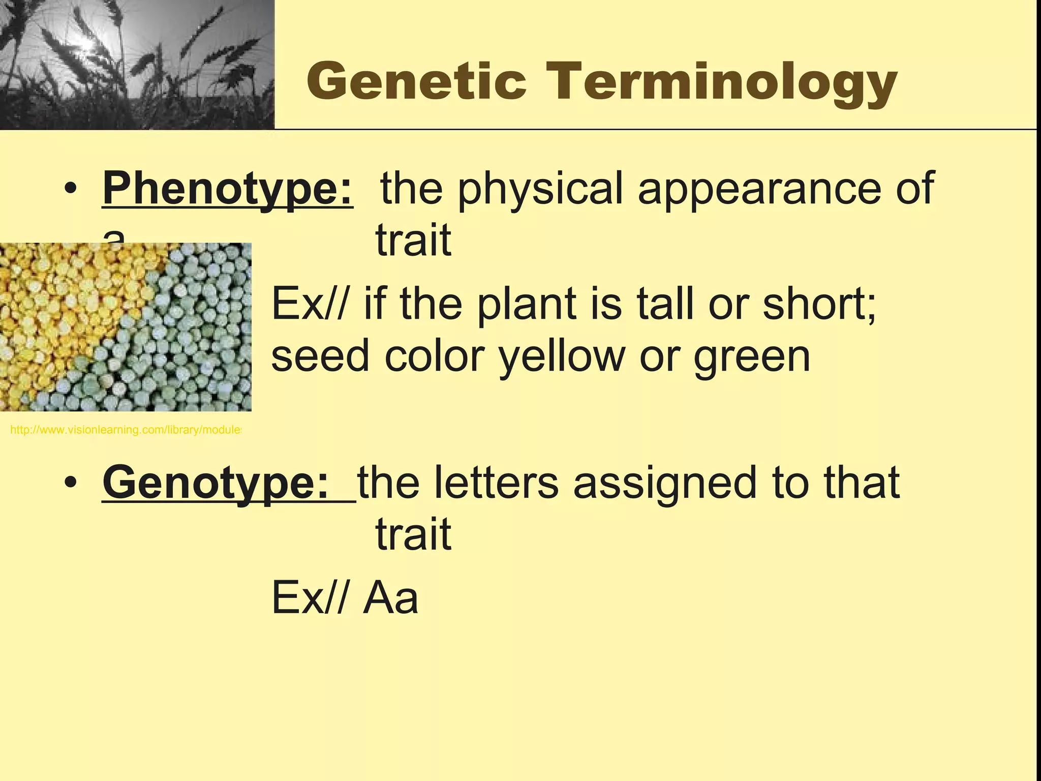 Genetic Terminology Phenotype:   the physical appearance of a  trait Ex// if the plant is tall or short;  seed color yellow or green Genotype:  the letters assigned to that  trait Ex// Aa http://www.visionlearning.com/library/modules/mid129/Image/VLObject-3225-050214020235.jpg 