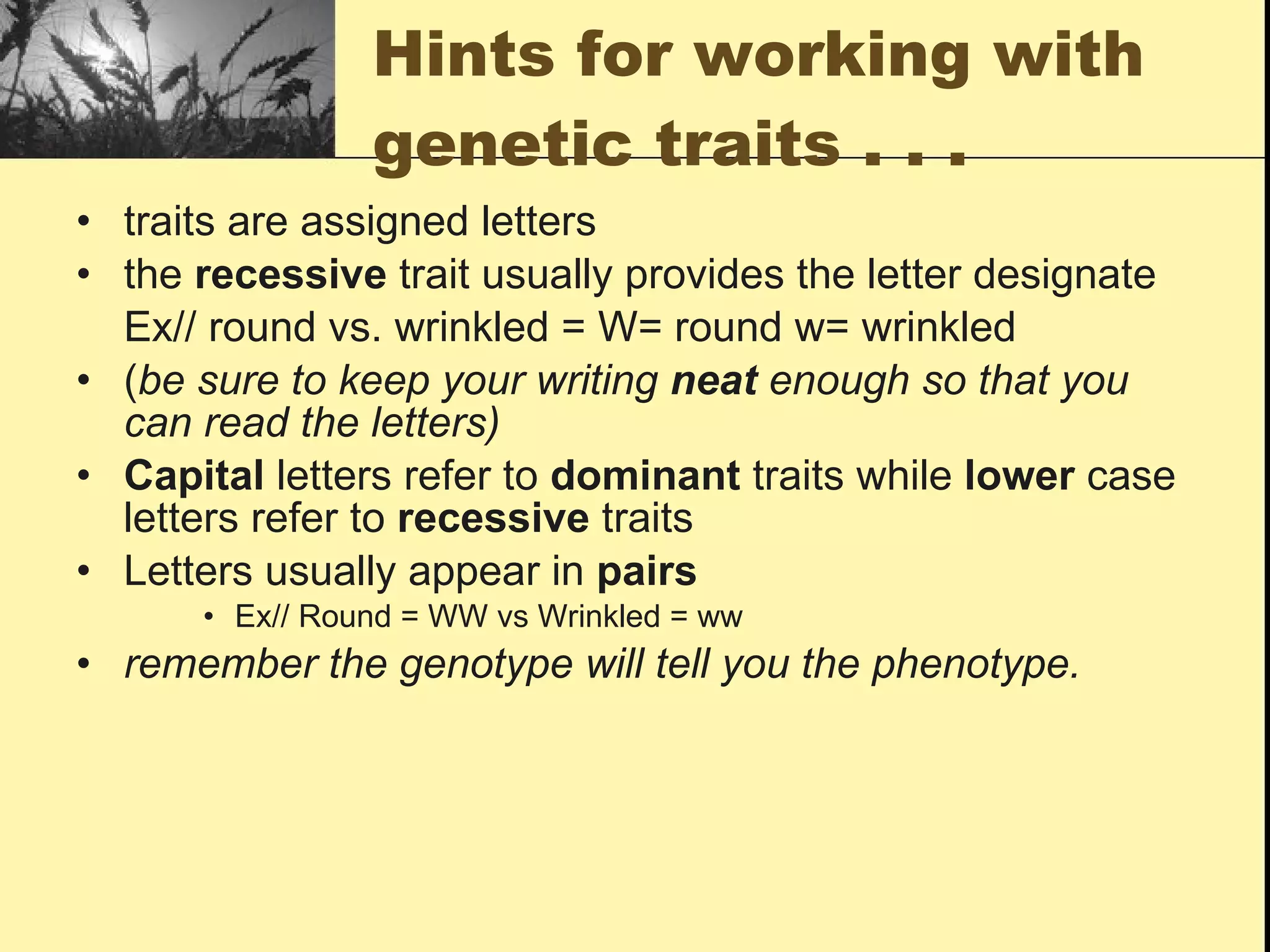 Hints for working with genetic traits . . .  traits are assigned letters the  recessive  trait usually provides the letter designate Ex// round vs. wrinkled = W= round w= wrinkled ( be sure to keep your writing  neat  enough so that you can read the letters) Capital  letters refer to  dominant  traits while  lower  case letters refer to  recessive  traits Letters usually appear in  pairs Ex// Round = WW vs Wrinkled = ww remember the genotype will tell you the phenotype. 