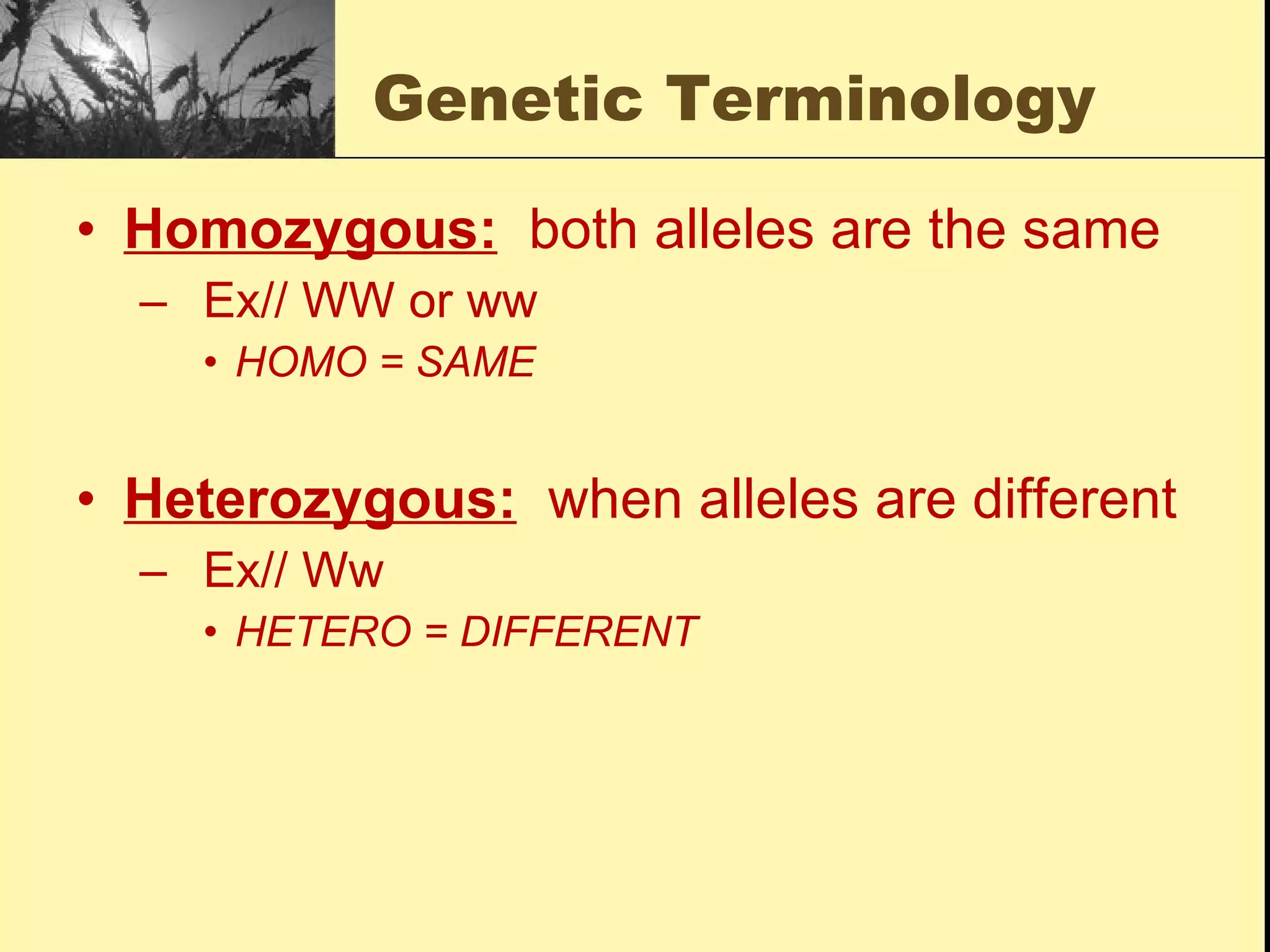 Genetic Terminology Homozygous:   both alleles are the same  Ex// WW or ww HOMO = SAME Heterozygous:   when alleles are different Ex// Ww HETERO = DIFFERENT 