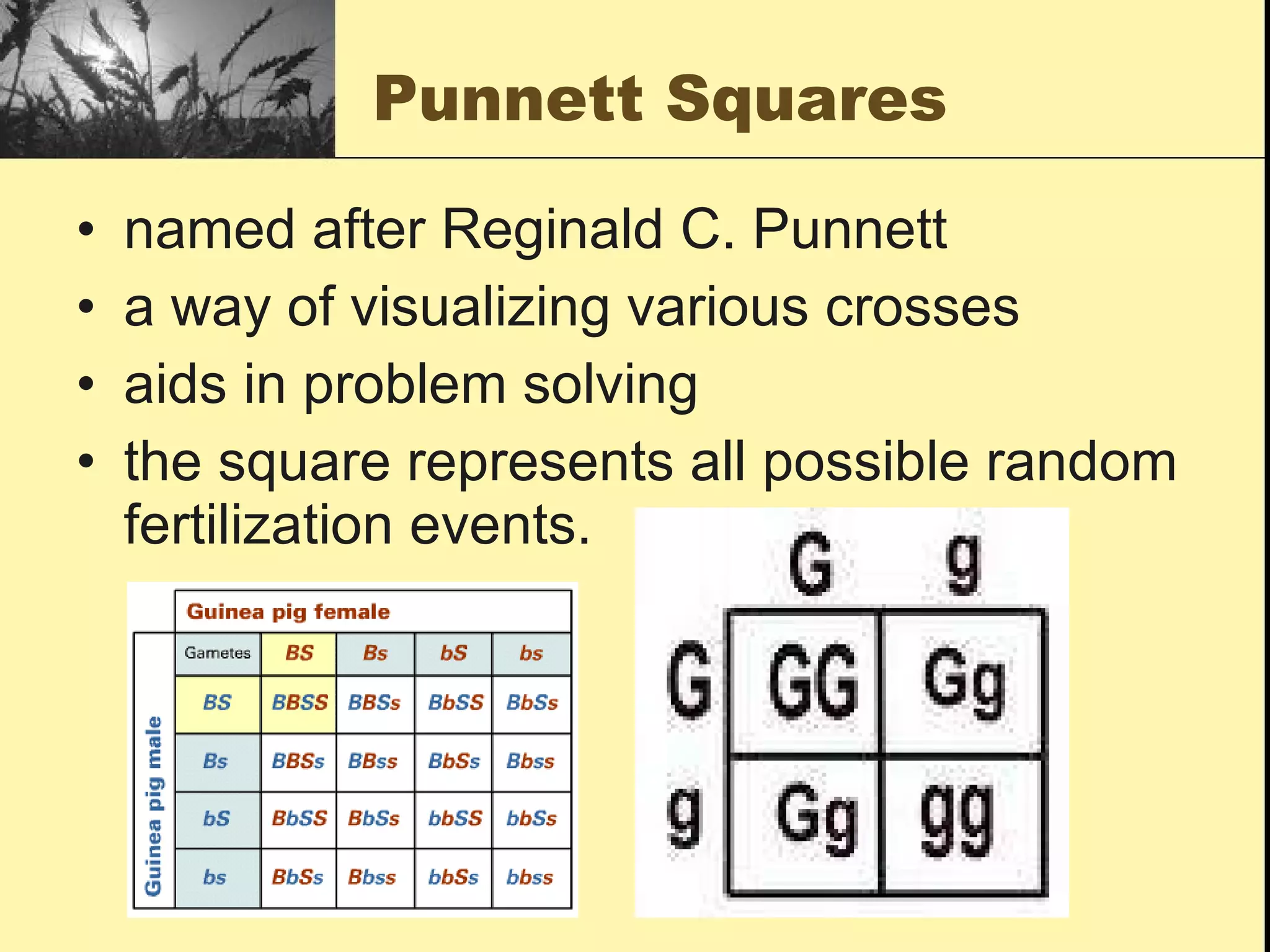 Punnett Squares named after Reginald C. Punnett a way of visualizing various crosses  aids in problem solving the square represents all possible random fertilization events. 