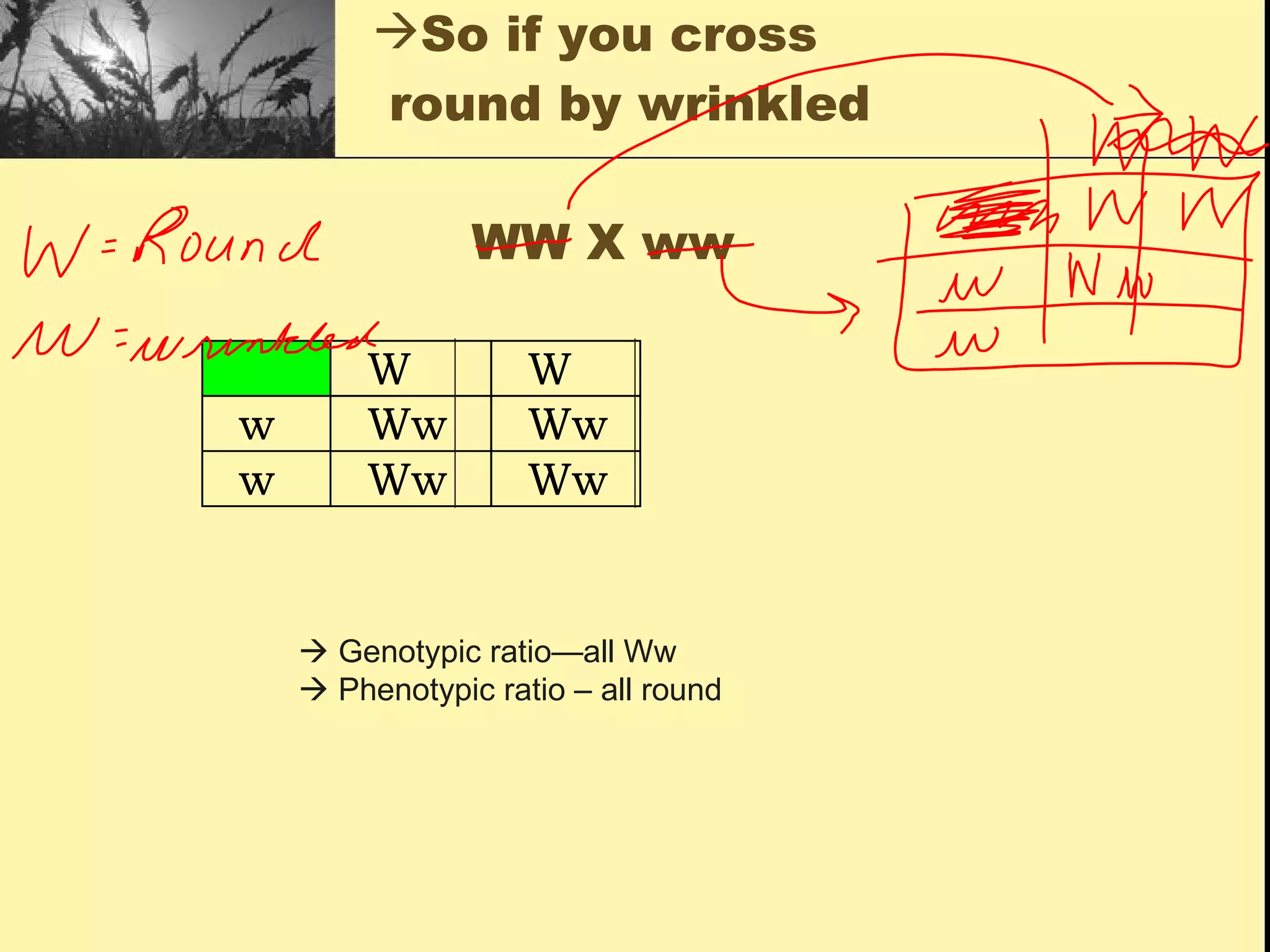 So if you cross  round by wrinkled      WW X ww    Genotypic ratio—all Ww    Phenotypic ratio – all round 
