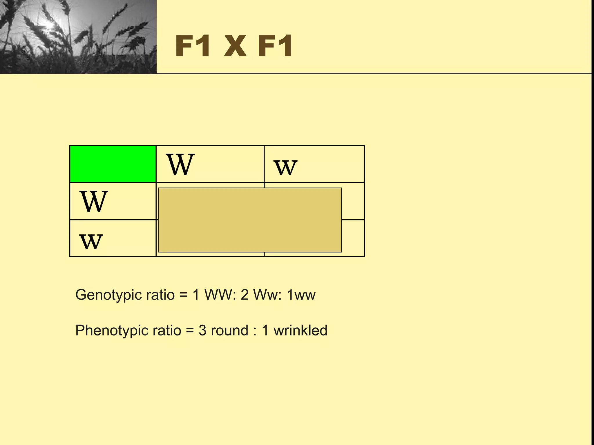 F1 X F1 Genotypic ratio = 1 WW: 2 Ww: 1ww Phenotypic ratio = 3 round : 1 wrinkled 