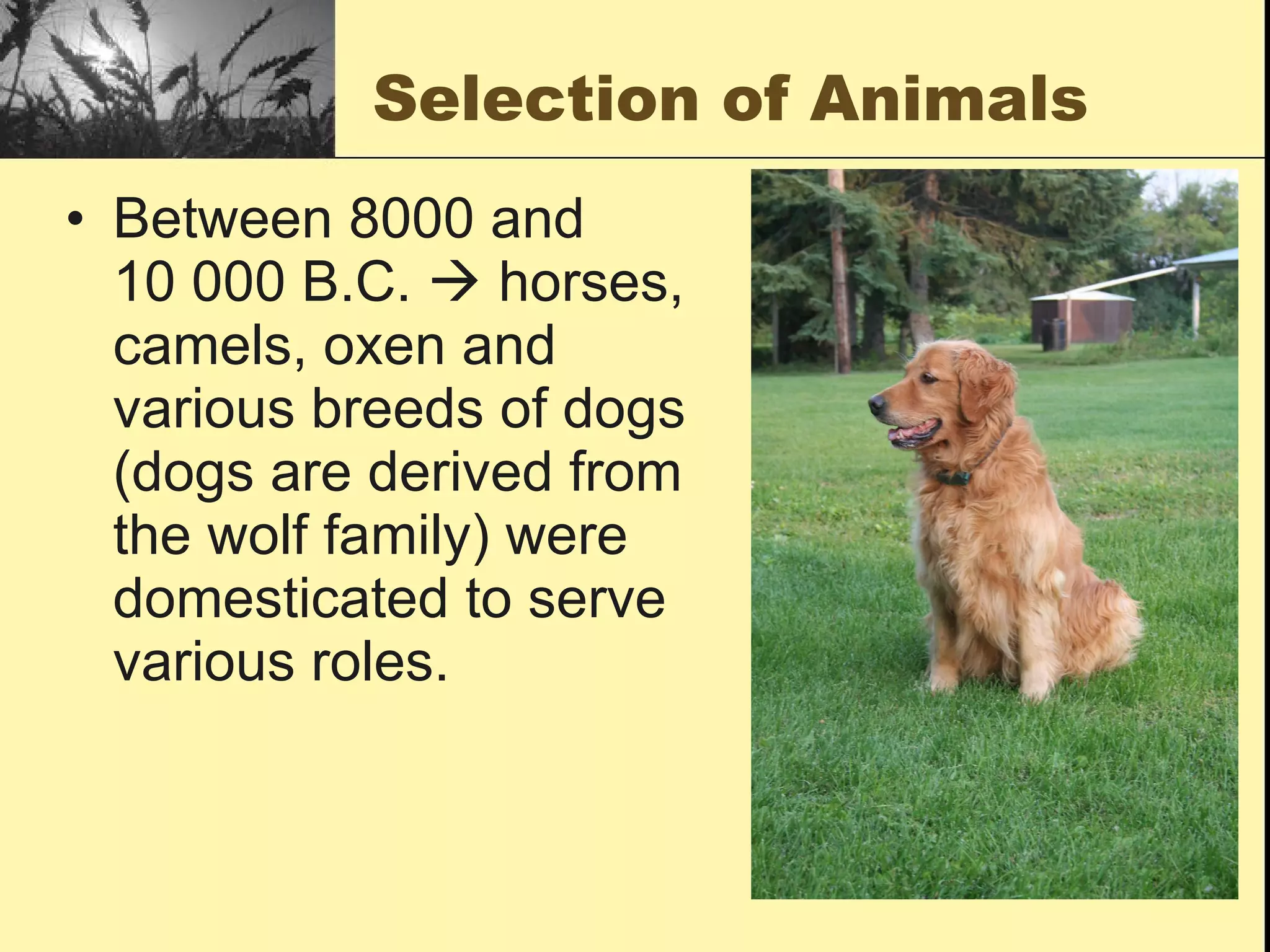 Selection of Animals Between 8000 and  10 000 B.C.    horses, camels, oxen and various breeds of dogs (dogs are derived from the wolf family) were domesticated to serve various roles. 