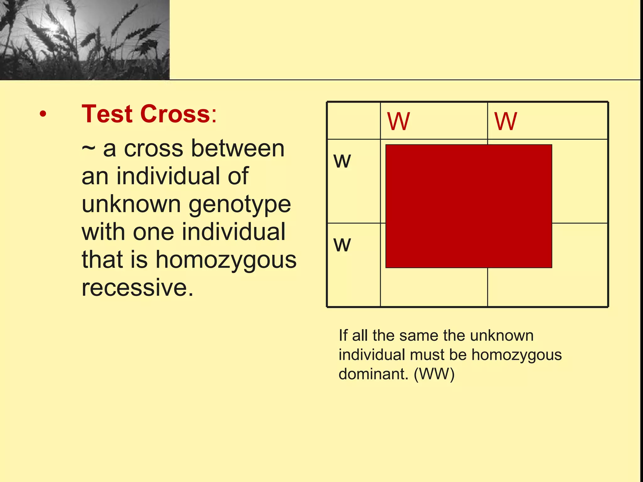 Test Cross :   ~ a cross between an individual of unknown genotype with one individual that is homozygous recessive. If all the same the unknown individual must be homozygous dominant. (WW) Ww Ww w Ww Ww w W W 