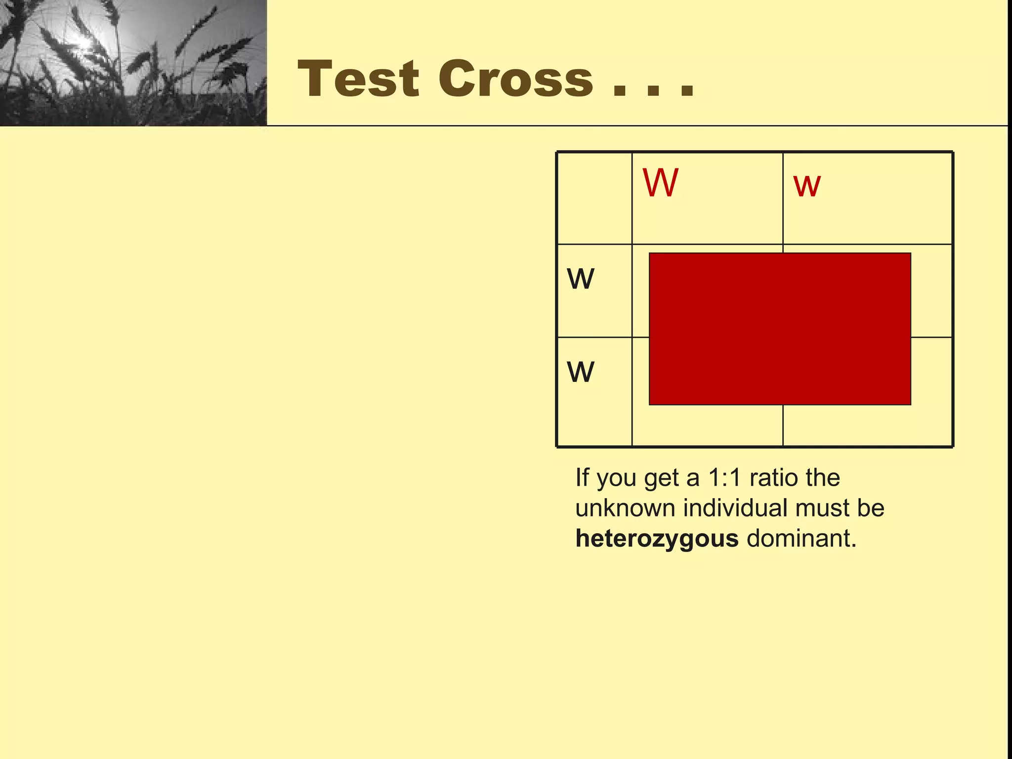 Test Cross . . .  If you get a 1:1 ratio the unknown individual must be  heterozygous  dominant. ww Ww w ww Ww w w W 