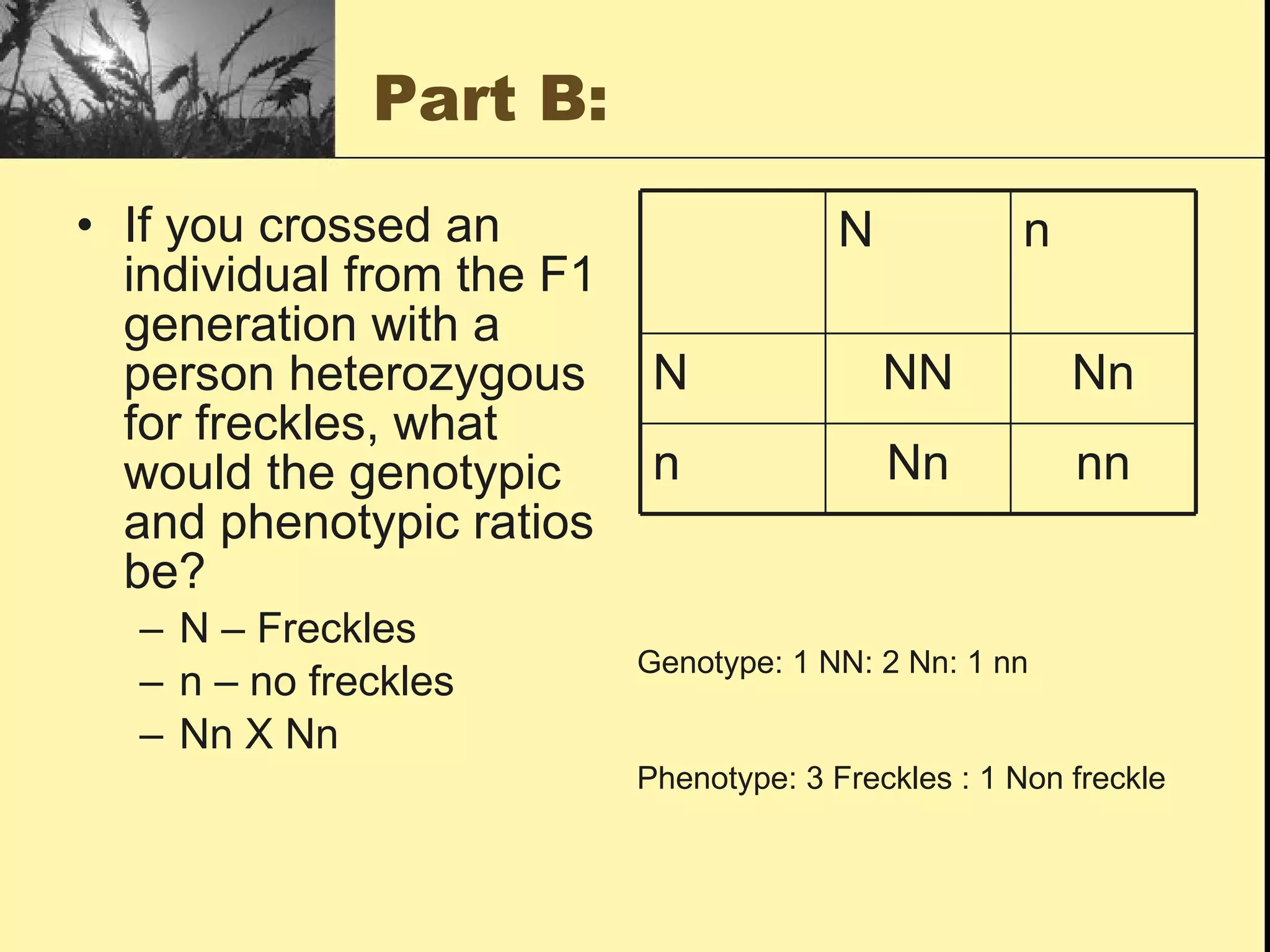 Part B: If you crossed an individual from the F1 generation with a person heterozygous for freckles, what would the genotypic and phenotypic ratios be? N – Freckles n – no freckles Nn X Nn Genotype: 1 NN: 2 Nn: 1 nn Phenotype: 3 Freckles : 1 Non freckle n N n N nn Nn n Nn NN N n N 