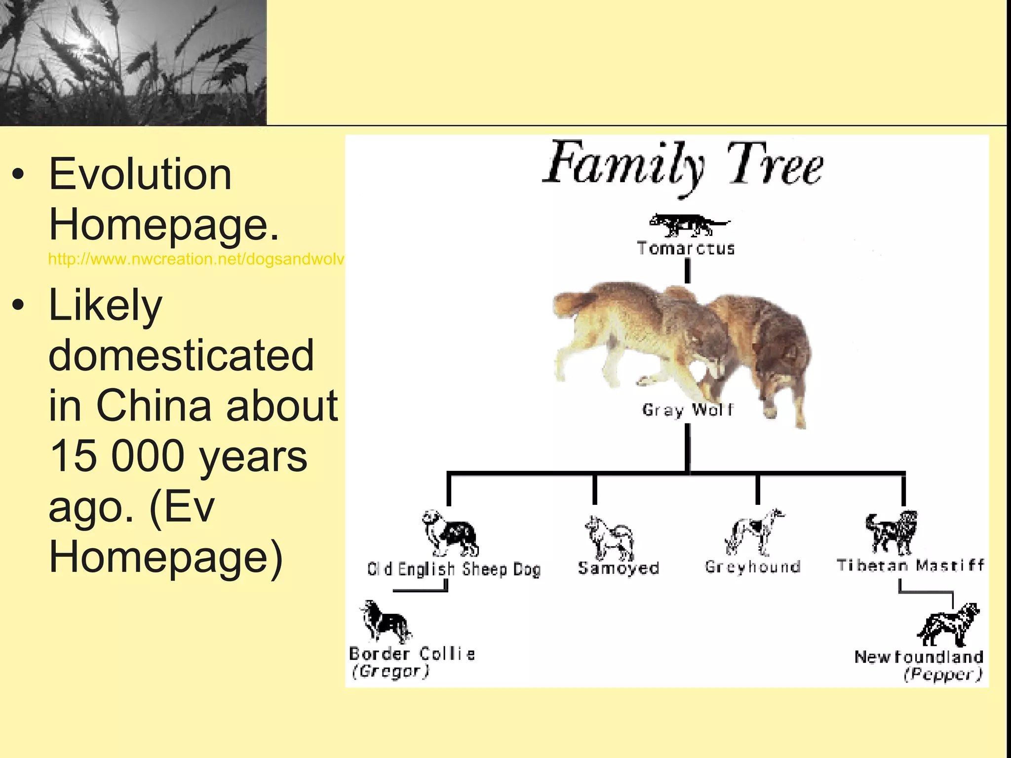 Evolution Homepage.  http://www.nwcreation.net/dogsandwolves.html Likely domesticated in China about 15 000 years ago. (Ev Homepage) 