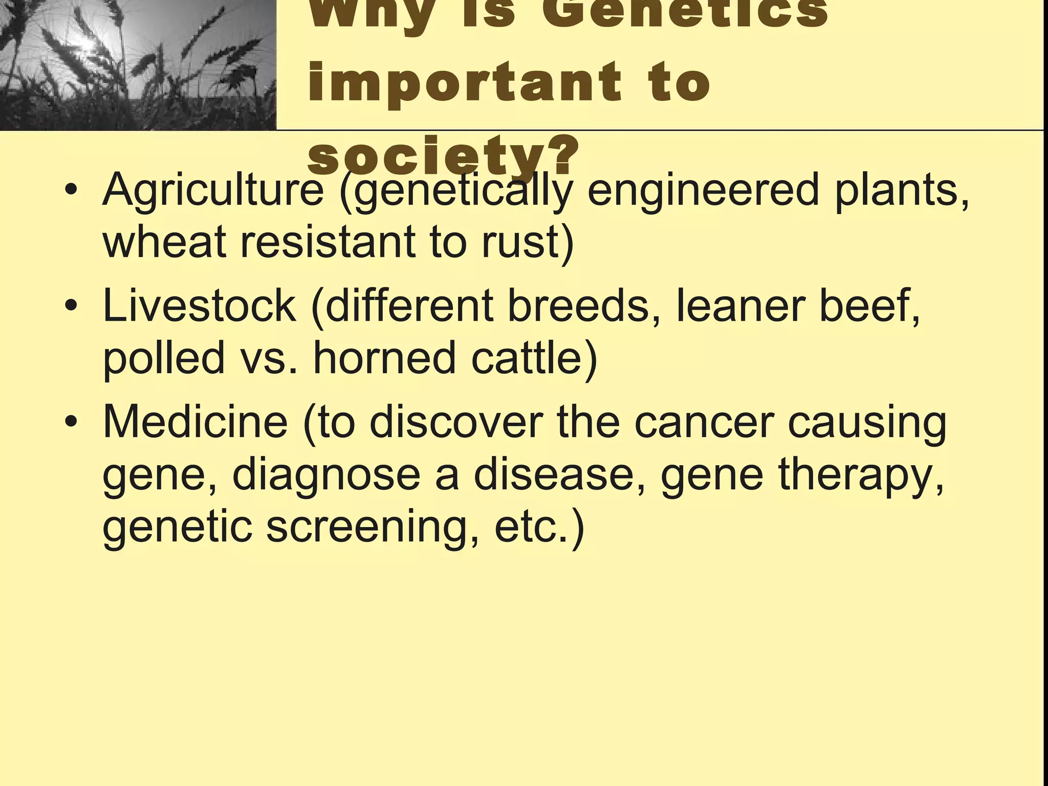 Why is Genetics important to society? Agriculture (genetically engineered plants, wheat resistant to rust) Livestock (different breeds, leaner beef, polled vs. horned cattle) Medicine (to discover the cancer causing gene, diagnose a disease, gene therapy, genetic screening, etc.) 