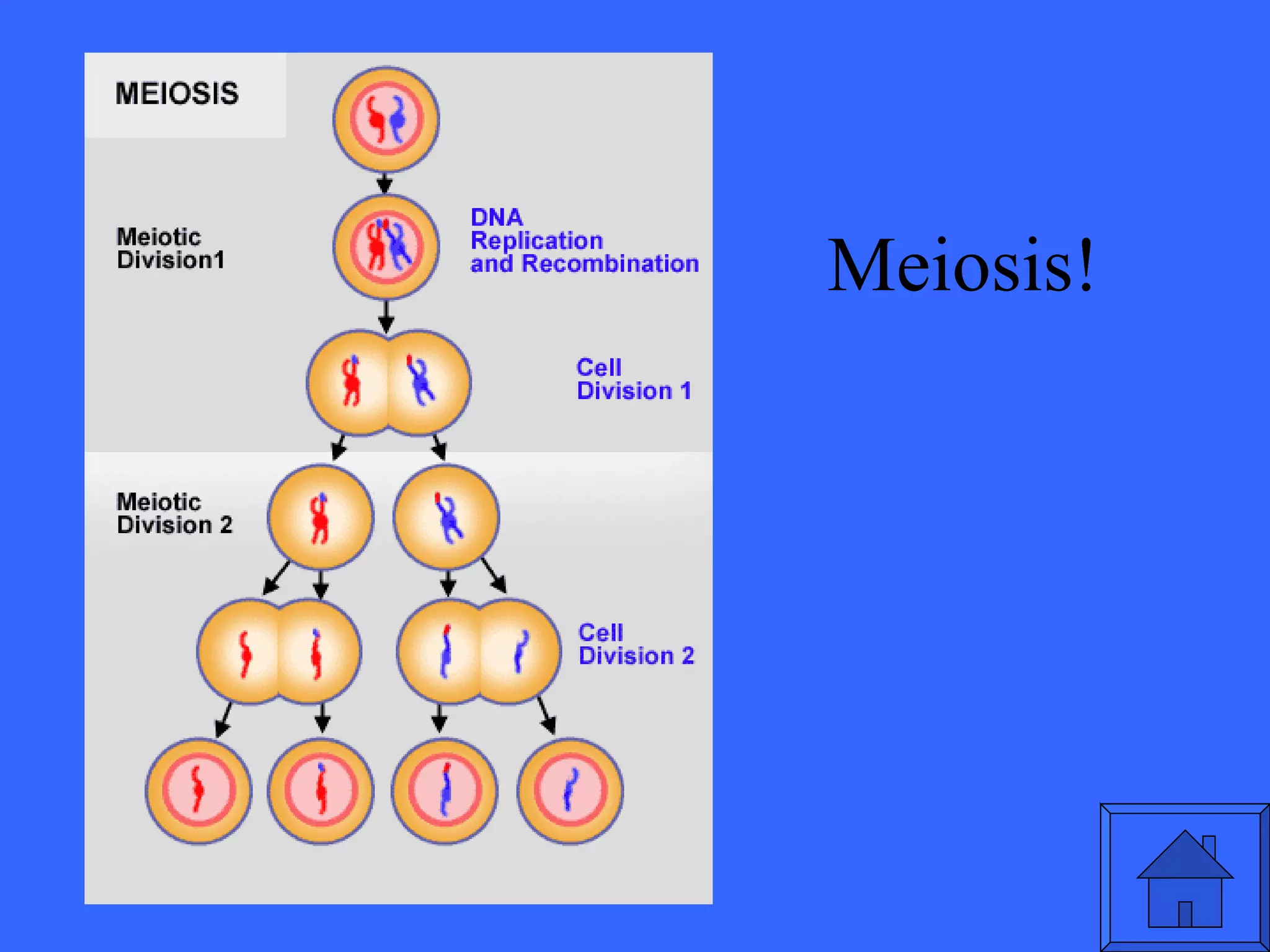 Meiosis! 