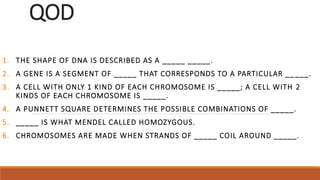 QOD
1. THE SHAPE OF DNA IS DESCRIBED AS A _____ _____.
2. A GENE IS A SEGMENT OF _____ THAT CORRESPONDS TO A PARTICULAR _____.
3. A CELL WITH ONLY 1 KIND OF EACH CHROMOSOME IS _____; A CELL WITH 2
KINDS OF EACH CHROMOSOME IS _____.
4. A PUNNETT SQUARE DETERMINES THE POSSIBLE COMBINATIONS OF _____.
5. _____ IS WHAT MENDEL CALLED HOMOZYGOUS.
6. CHROMOSOMES ARE MADE WHEN STRANDS OF _____ COIL AROUND _____.
 