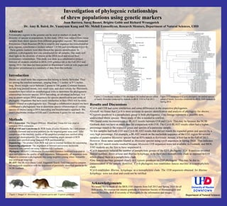 Investigation of phylogenic relationships
of shrew populations using genetic markers
Juan Barrera, Suraj Basnet, Brigitte Goble and Richard Wrangpetch
Dr. Amy B. Baird, Dr. Yuanyuan Kang and Mr. Mehdi Esmaeiliyan, Research Mentors, Department of Natural Sciences, UHD
Acknowledgements
We would like to thank all the BIOL3103 students from Fall 2013 and Spring 2014 for all
their works. We express our sincere gratitude to American Society of Mammalogists and
Animal Diversity Web (University of Michigan) for the information and images.
Abstract
Polymorphic regions in the genome can be used as markers to study the
diversity of species in populations. In this study, DNA was isolated from tissue
samples from shrew species from different geographic regions. We conducted
Polymerase Chain Reaction (PCR) to amplify and sequence two mitochondrial
gene regions, cytochrome-c oxidase subunit 1 (COI) and cytochrome-b (cyt-b).
These genetic markers were then blasted for species identification. In
addition, a phylogenetic tree was constructed for all samples. Our study will
shed light on the diversity of shrews at the DNA level and reveal their
evolutionary relationships. This study was done as a collaborative project
between all students enrolled in BIOL3103 genetics lab in the Fall 2013 and
Spring 2014. Our data has been posted on Blackboard Learn as wiki pages and
this poster presentation is a summary of data from this website.
Introduction
Shrews are small mole like organisms that belong to family Soricidae. They
are among the smallest mammals, ranging from 2 ½ inches to 9 ½ inches
long. Shrew weight varies between 2 grams to 106 grams. Common features
include long pointed snouts, very small eyes, and short velvety fur. Previously,
researchers have relied on morphological traits to determine the phylogenetic
relationships between species. DNA barcoding, an advanced technique, is a
way to obtain unique DNA sequences for species identification and study of
phylogeny. Organisms that have more similarities in their DNA will be more
closely related on a phylogenetic tree. Through a collaboration project we have
constructed a phylogenetic tree to determine species relationships of various
species of shrews using a DNA barcoding and bioinformatics approach. We
used Cytochrome oxidase1(COI) and Cytochrome b genes for our analysis.
Department of Natural SciencesFigure 1: Images of Myosorex sp, Cryptotis parva and Cryptotis goodwini
Methods
DNA Extraction: The Qiagen DNEasy Blood and Tissue Kit was used to
complete DNA extraction.
PCR of COI and Cytochrome b: PCR beads (Fischer Scientific Inc.) and primer
cocktails (forward and reverse primers) for the targeted genes were used. After
completion of the reaction, quality of the amplified product was verified using
agarose gel electrophoresis. The samples containing ample amount of PCR
product were purified using Qiaquick PCR purification kit
Sequencing : The product from PCR was sent to external facilities for sequencing.
Sequencing alignment: The alignment of forward and reverse nucleotide
sequences was carried out using Geneious 6.0.5 software
Phylogeny: MEGA5.2 (Molecular Evolutionary Genetics Analysis) was used to
open and examine the quality of each sequences. Subsequently, all sequences were
aligned to construct a phylogenetic tree using neighbor joining where Armadillo
was used as an outgroup.
BLAST: The BLAST (Basic Local Alignment Search Tool) was used to compare
our nucleotide sequences with the sequences of previously identified species in the
NCBI Genbank.
Results and Discussions
•Cyt-b and COI had some similarities and some differences in the respective phylogenies.
•Overall, we found that Cyt-b is more accurate in species identification and analysis of phylogeny for shrews.
•Cryptotis goodwini is a paraphyletic group in both phylogenies. One lineage represents a possible new,
undescribed shrew species. More study of this is needed to confirm.
•We found some inconsistencies in BLAST results between COI and Cyt-b. This may be because the NCBI
Genbank does not have as much data for comparison with COI. The Cyt-b BLAST results often had a higher
percentage match to the expected genus and species of a particular sample.
•A few samples had both CO1 and Cyt-b BLAST results that did not match the expected genus and species by a
very high percentage. For example, a BLAST search on the nucleotide sequence of the CO1 region for several
samples of putative Myosorex species had an 83% match to Kerivoula minuta, a fruit bat in the Fall of 2013.
However, these same samples blasted as Myosorex species using cyt-b sequences in Spring 2014. This indicates
that BLAST search results resulted because Myosorex COI sequences were not available in Genbank, and BIOL
3103 students are the first to have sequenced it.
•Cyt-b sequences reduced the number of paraphyletic groups of the CO1 phylogeny. Cyt -b analysis revealed
Suncus murinus, Sorex articus and Blarina hylophaga to be their own monophyletic clade as opposed to COI
which placed them as a paraphyletic clade.
•One Suncus murinus grouped closely to Cryptotis goodwini on COI phylogeny. This may be due to
contamination of the sample. However, Cyt-b phylogenic tree establishes Suncus murinus as a monophyletic
clade.
•Cyt-b establishes Blarina hylophaga as a monophyletic clade. The COI sequences obtained for Blarina
hylophaga were not clear and could not be verified.
Figure 2: Cytochrome oxidase (COI) phylogeny for studied species subset
of family Soricidae conducted by students in BIOL 3103 in Fall 2013.
Figure 3: Cytochrome-b (Cyt-b) phylogeny for studied species
subset of family Soricidae conducted by BIOL 3103 students in
Spring 2014.
 