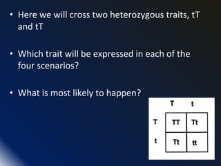 • Here we will cross two heterozygous traits, tT
and tT
• Which trait will be expressed in each of the
four scenarios?
• What is most likely to happen?
 