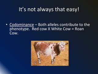It’s not always that easy!
• Codominance – Both alleles contribute to the
phenotype. Red cow X White Cow = Roan
Cow.
 