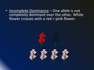 • Incomplete Dominance – One allele is not
completely dominant over the other. White
flower crosses with a red = pink flower.
 