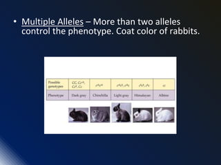 • Multiple Alleles – More than two alleles
control the phenotype. Coat color of rabbits.
 
